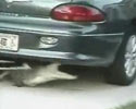 alligator goes wild biting off part of car bumper.
