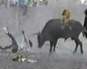 Mad Bull Video