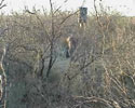 Hunter Kicks Boar