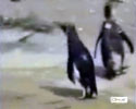 this penquin completely flips out. Hilarious clip.