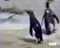 Crazy Penquin