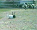 hilarious animal video. Goat dies when run.
