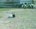 Goat Cramp