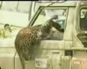 Leopard Attack in Kenya