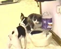 little doggie fights with big pussy over food.