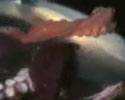 huge octopus fights shark and wins. Amazing clip