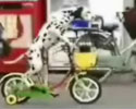 video clip of skilled dog that can ride a bicycle.
