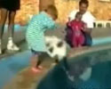 kid tries to throw kitty in the pool. At least he learned to swim