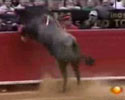 Bull Fan Attack