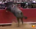 bull attacks a bunch of fans in the at a bullfight