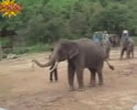 Skilled Elephant