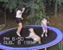 Funny Dog Clips