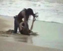 Beach Chick Fight
