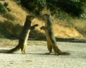 funny video showing chipmunks having fun of car crash