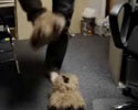 Magic Doggy
