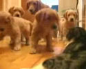 nice doggies are afraid of little cat. Sweet movie clip