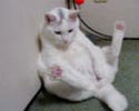 Horny Cat