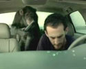 fun commercial clip. Monkey car protector.