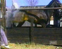 Horse Kick