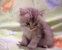 sweet animal clip shows little cat falling asleep