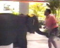 Dangerous Elephant