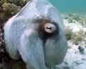 Octopus Video