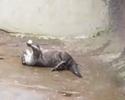 funny animal plays with nut in this cute video clip