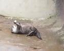 Otter Plays With Nut