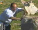 Horny Donkey
