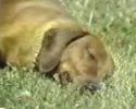 cute puppy suffers from narcolepsy. Cool video.
