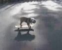 funny clip featuring some dog riding his skateboard
