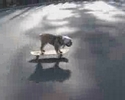 Coolest Dog Ever