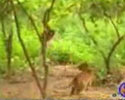 Ape vs. 2 Tigers