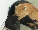 a cat giving massage to a dog. Sweet fun video