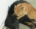 Kitty Masseuse
