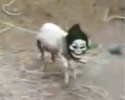 small dog with scary mask walks on the yard