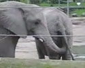 this elephant really knows where to get food