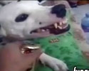 Dog Addicted to Beer