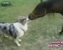 sweet video of kissing animals